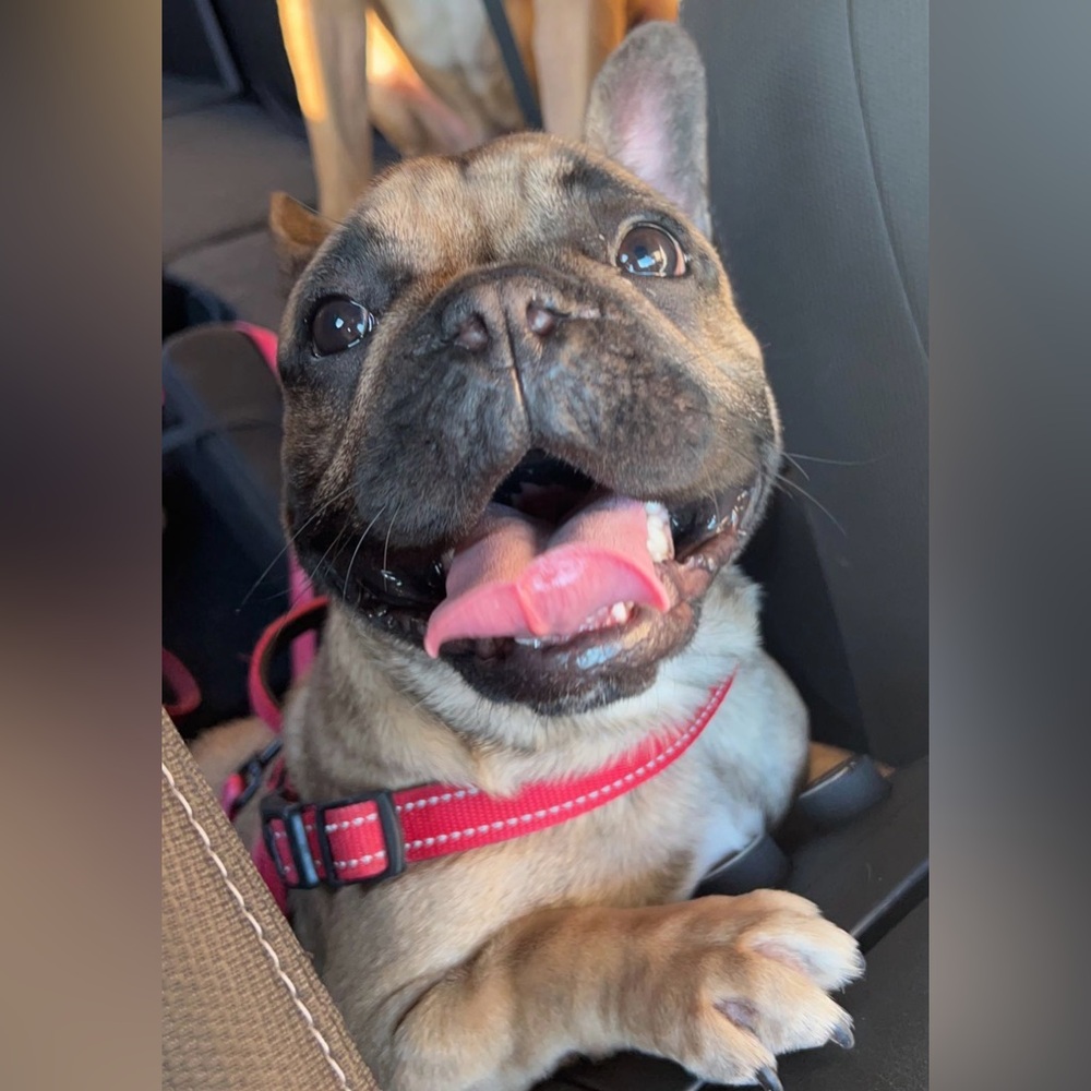 STELLA'S FUNDRAISER - UNLISTED ITEMS FOR LIVE SHOW